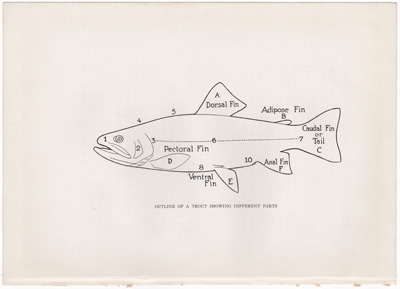 OUTLINE OF A TROUT SHOWING DIFFERENT PARTS